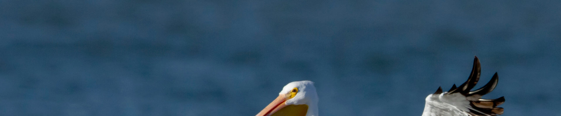 Flying pelican at Pelican Island in Galveston, TX