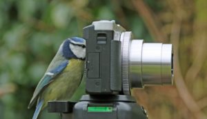 bird-photographer